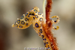 A Blue ringed octopus during the night dive at the house ... by Mehmet Salih Bilal 